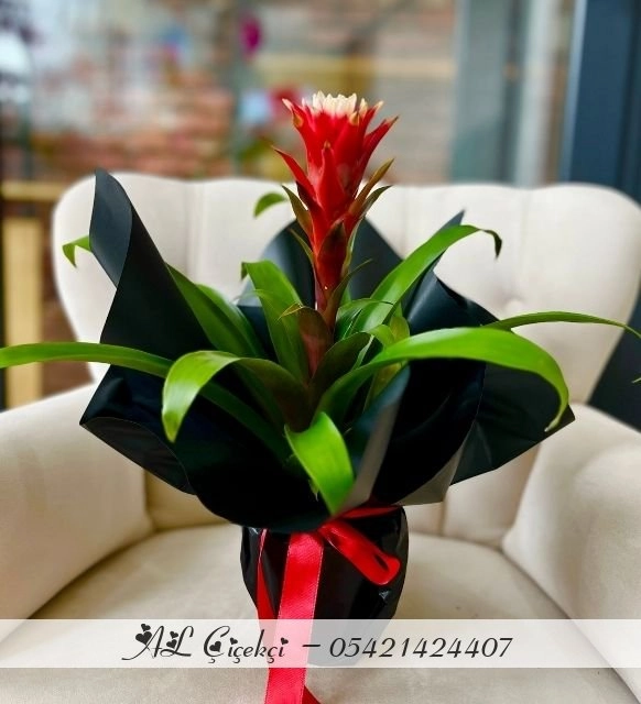 Alevin Ruhu - Siyah Ambalaj Guzmania