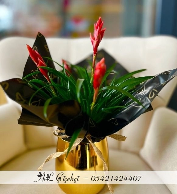 Altın Saksıda Lüks Şıklık- Kırmızı Guzmania