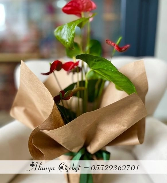 Anthoryum Naturel Saksı