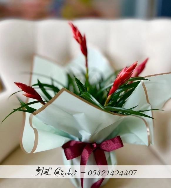 Asil Zarafet - Kırmızı Guzmania