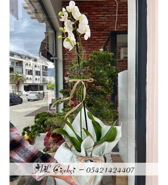 Beyazın Zarafeti - Phalaenopsis Orkide