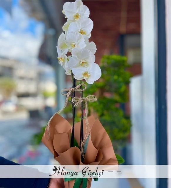 Çift Dal İthal Orkide (Likee)