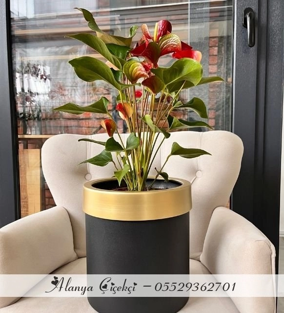 Dekoratif Saksı Anthoryum