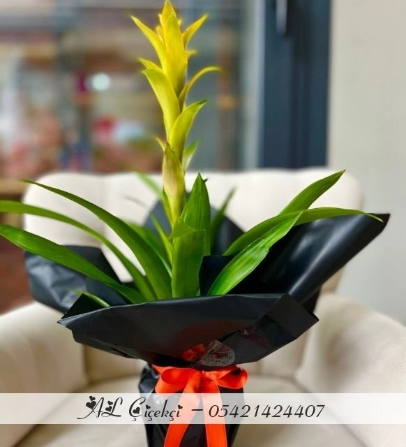 Gün Sarısı Guzmania