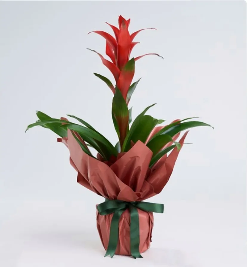 Guzmania Saksı