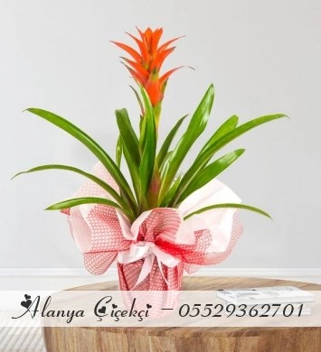 Guzmania Saksı