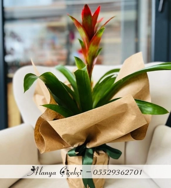 Guzmania Saksı Siyah Ambalaj