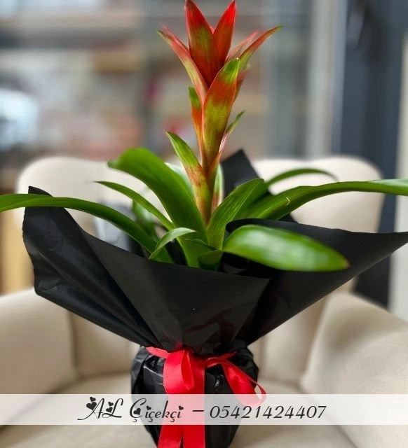 Kırmızı Guzmania Saksı Bitkisi