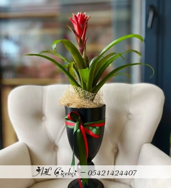 Kupa Vazoda Kırmızı Guzmania