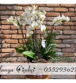 Lüks 6 Dal Beyaz Orkide Aranjmanı