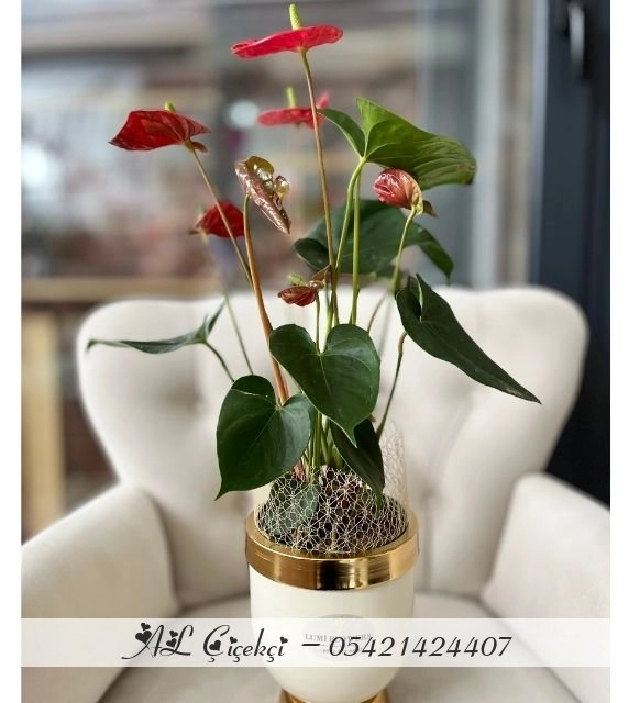 Lüks Saksıda Antoryum