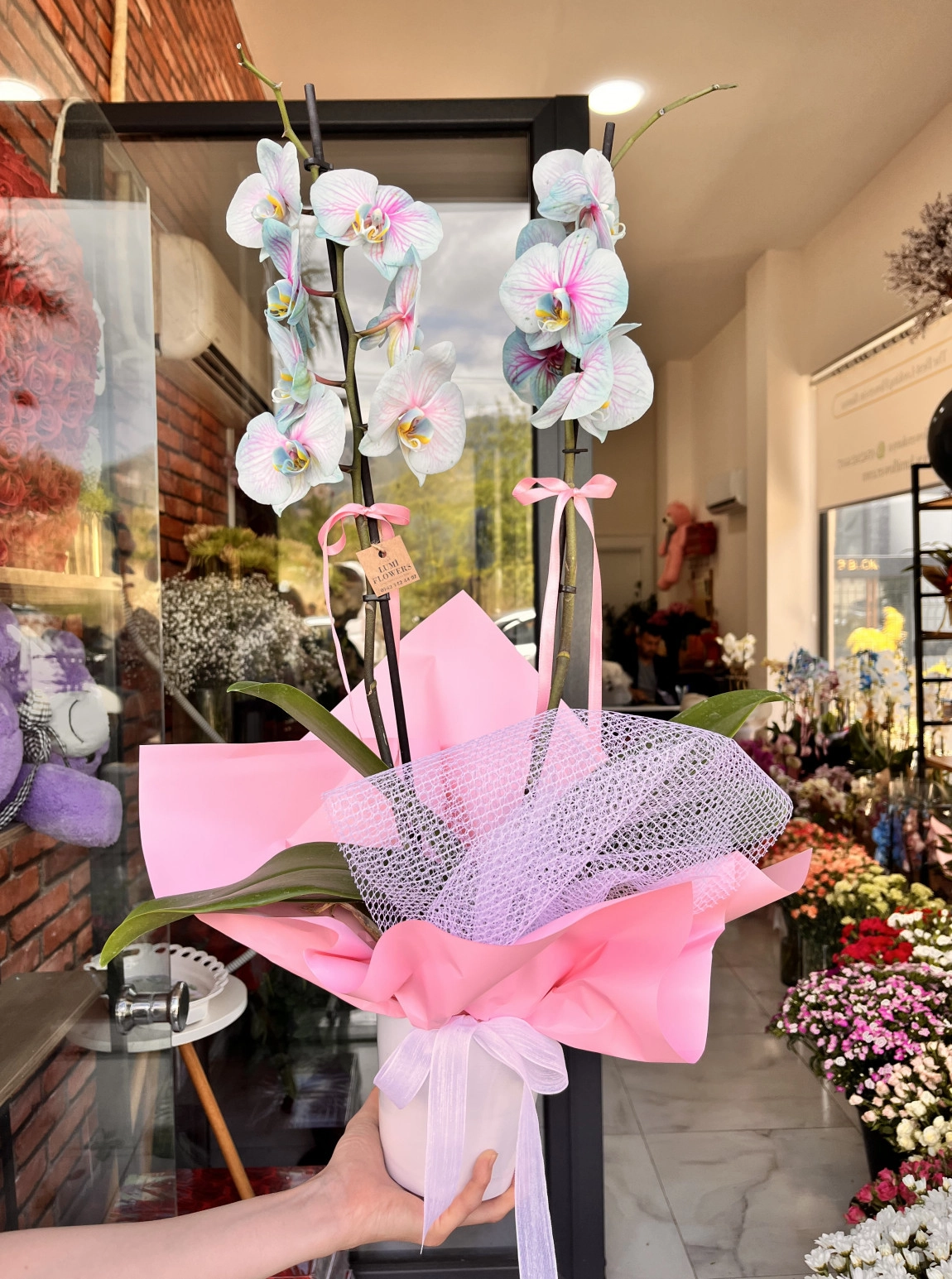 Lumi Butterfly Orchid