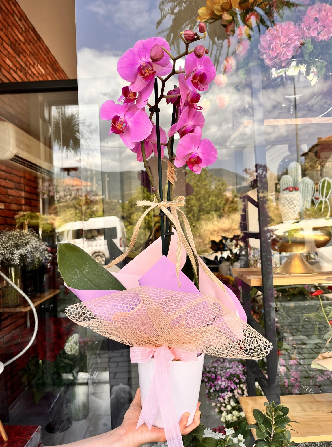 Lumi Candy Orchid
