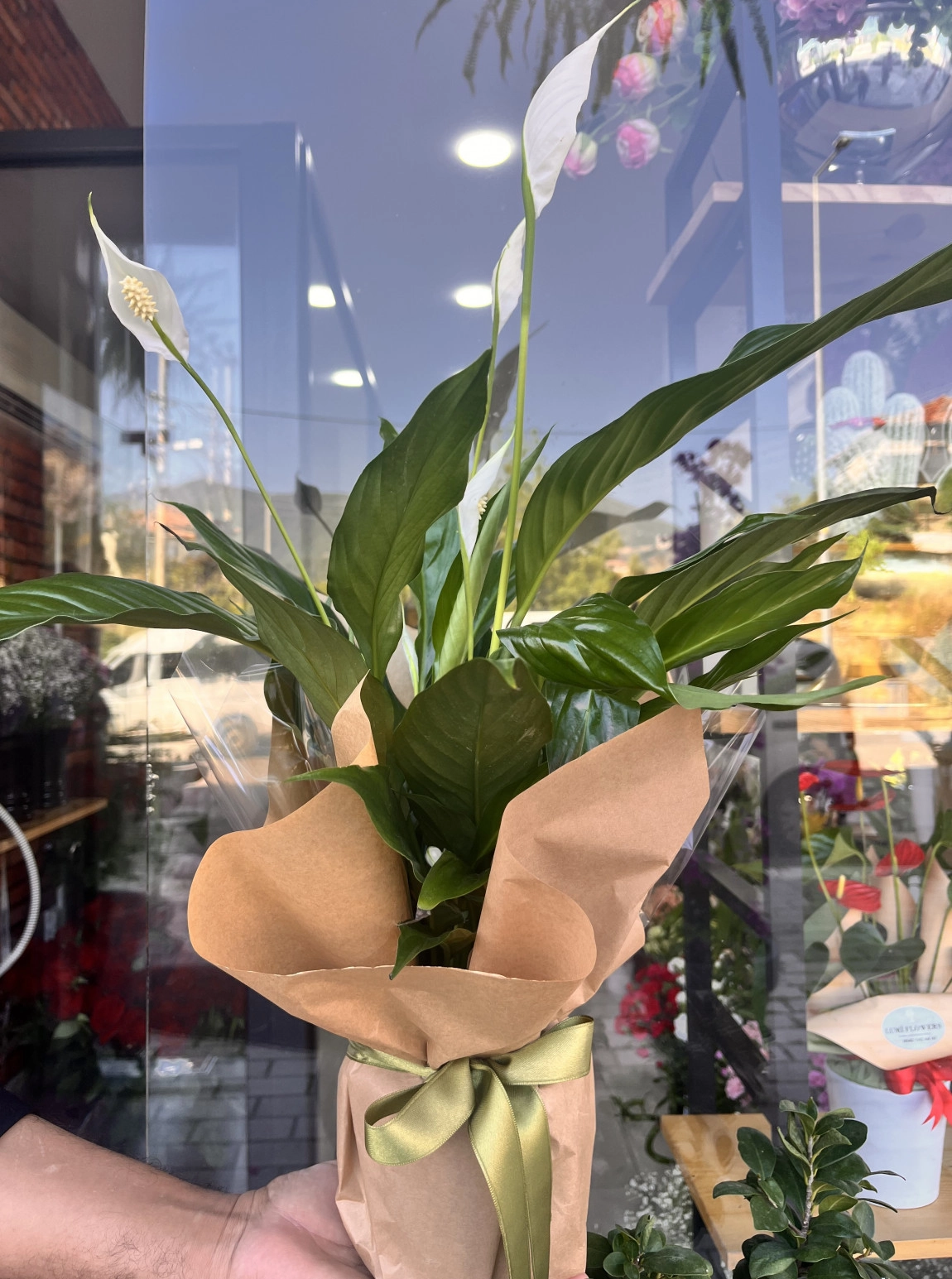 Lumi Peace Lily