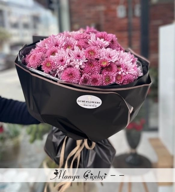Pink Chrysanthemum