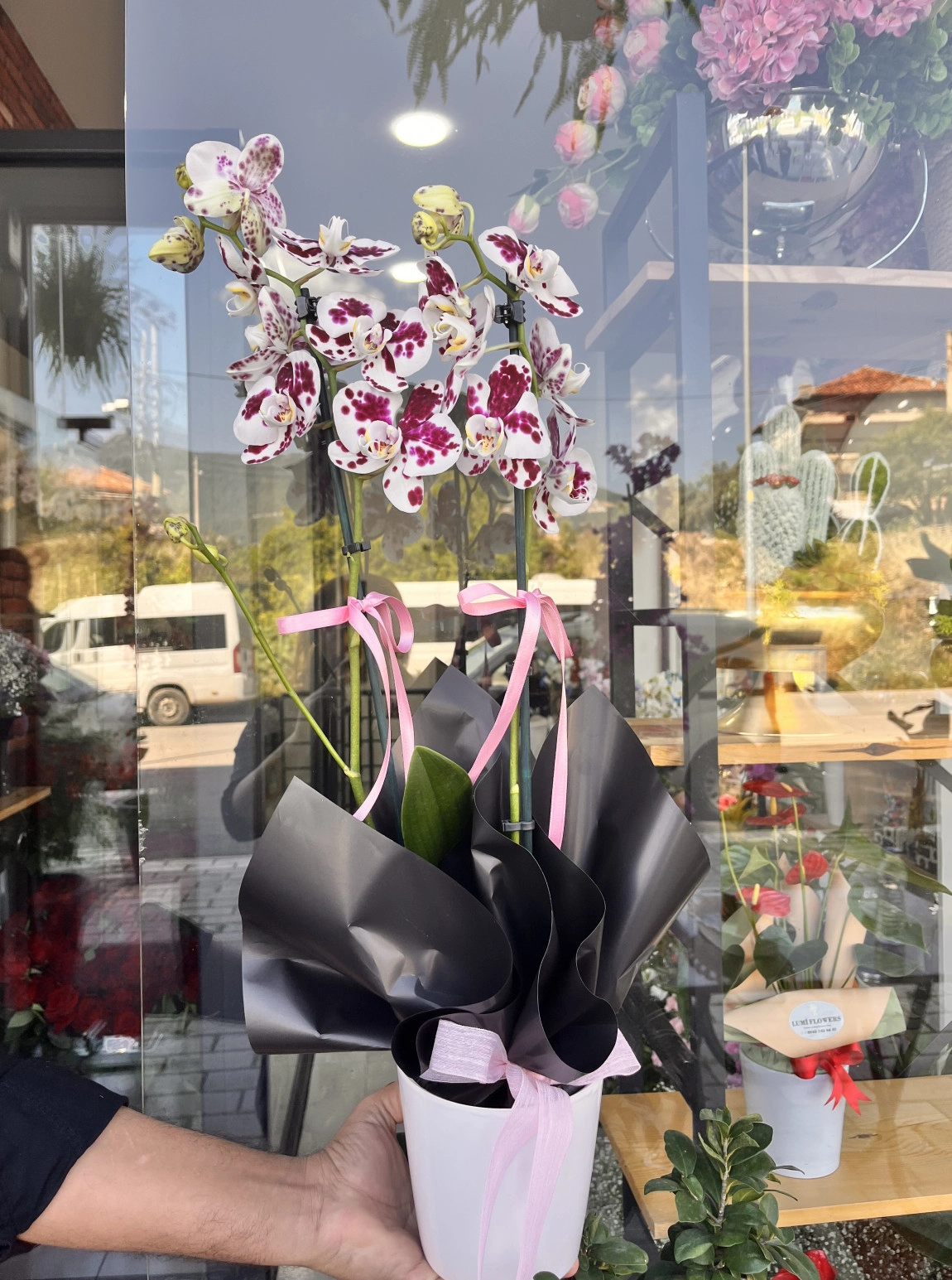 Lumi Pink Leopard Orchid