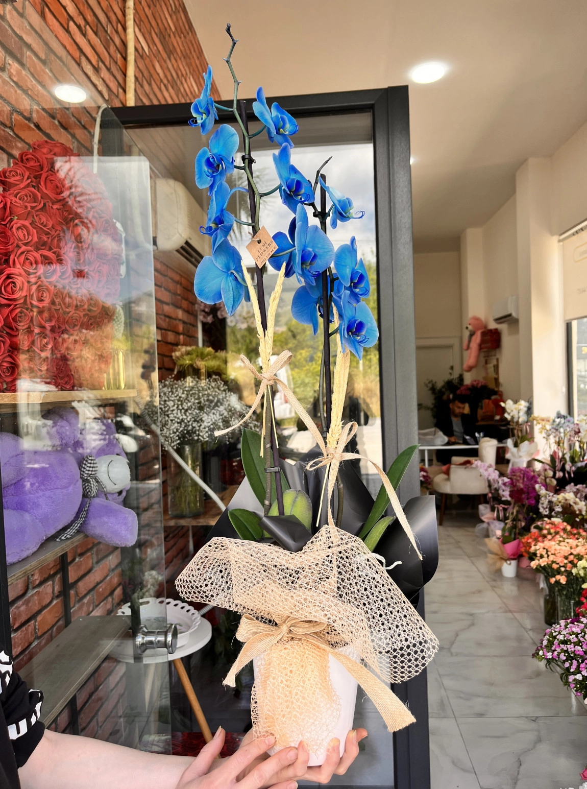 Lumi Royal Blue Orchid