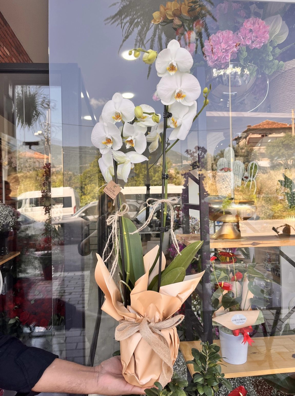 Lumi Soft Pearl Orchid