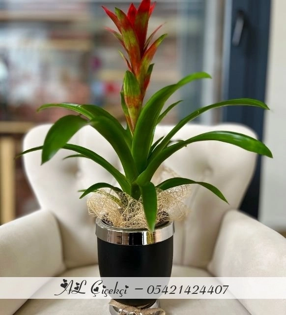 Modern Saksıda Guzmania