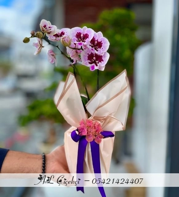 Mor Işıltılı Orkide