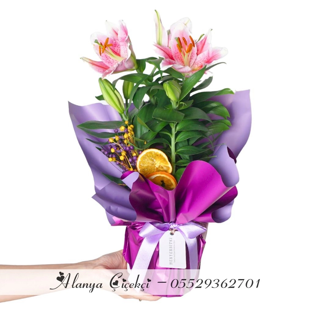 Pembe Lilyum Saksı