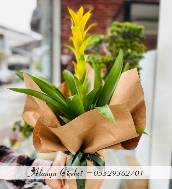 Sarı Guzmania Saksı