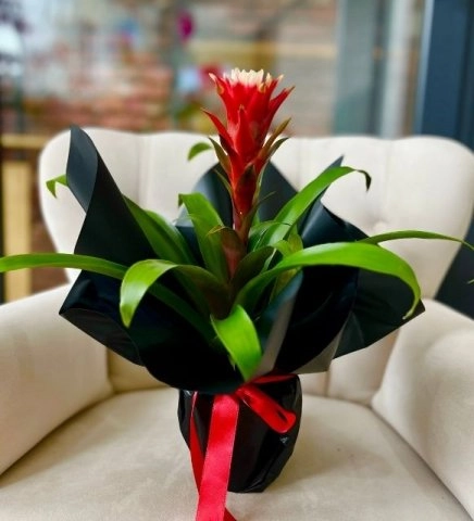 Alevin Ruhu - Siyah Ambalaj Guzmania