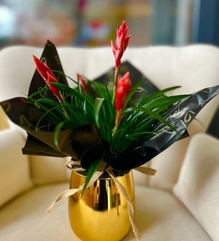 Altın Saksıda Lüks Şıklık- Kırmızı Guzmania