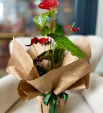 Anthoryum Naturel Saksı