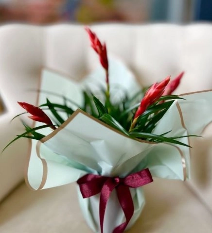 Asil Zarafet - Kırmızı Guzmania