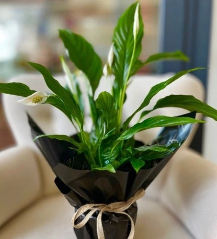 Barış Çiçeği (Spatifilyum)