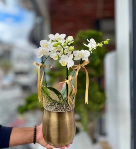 Beyaz Orkide Gold Saksıda