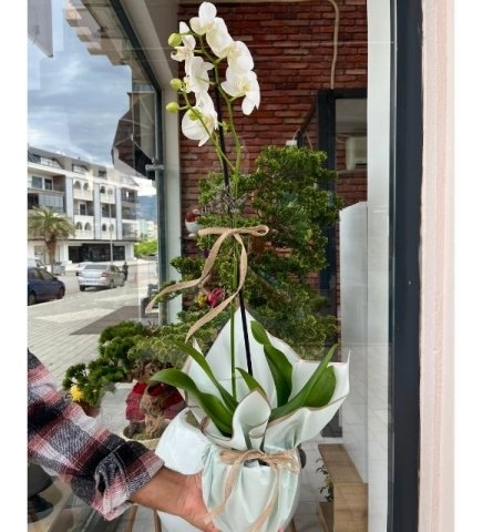 Beyazın Zarafeti - Phalaenopsis Orkide