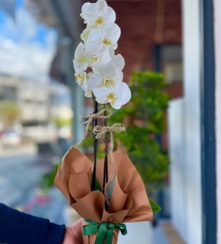 Çift Dal İthal Orkide (Likee)