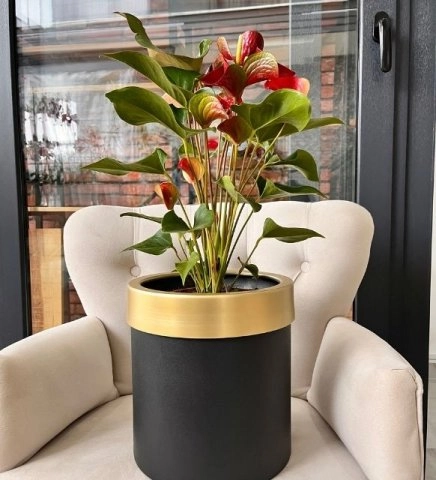 Dekoratif Saksı Anthoryum