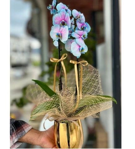 Gold Saksı Mavi Orkide