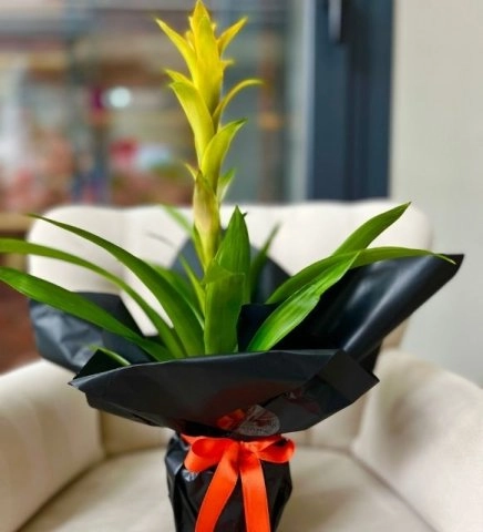 Gün Sarısı Guzmania