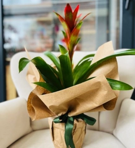 Guzmania Saksı Siyah Ambalaj