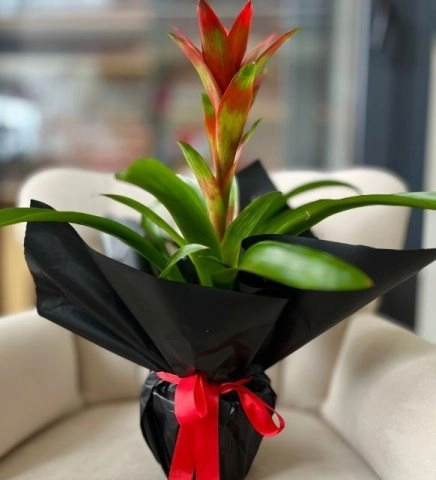 Kırmızı Guzmania Saksı Bitkisi