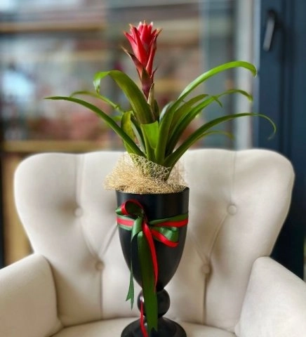 Kupa Vazoda Kırmızı Guzmania