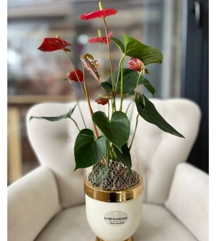 Lüks Saksıda Antoryum