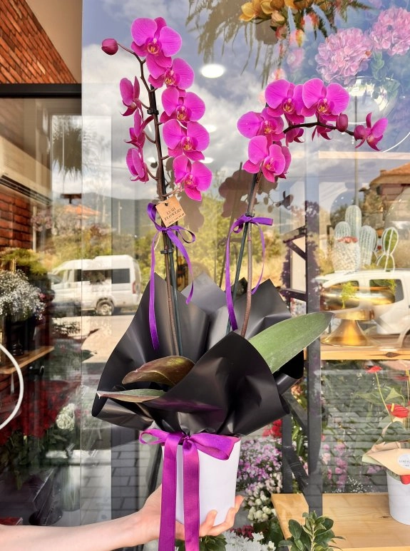 Lumi Amethyst Orchid