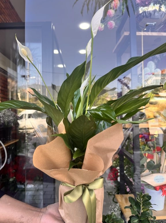 Lumi Peace Lily