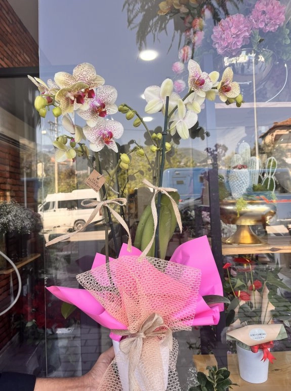 Lumi Pink Blossom Orchid