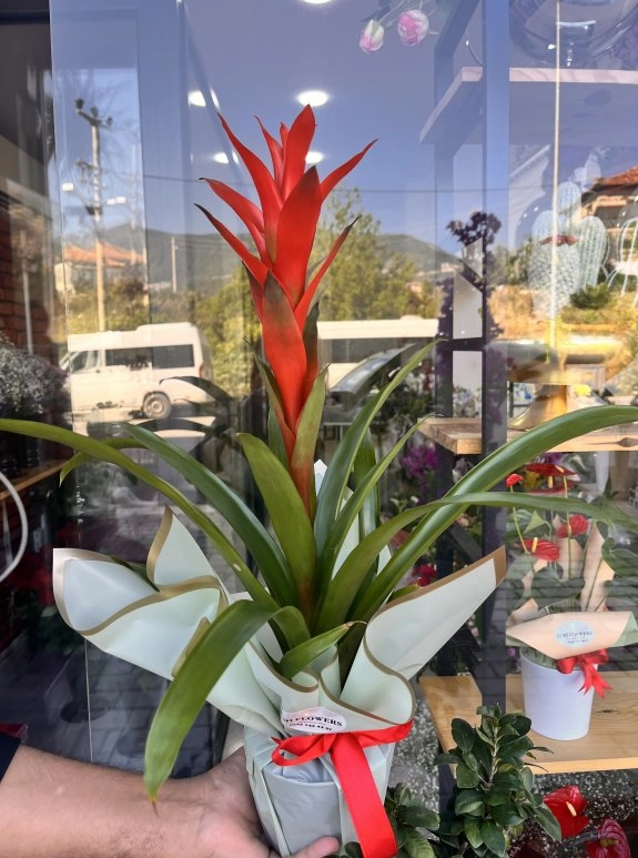 Lumi Red Flame