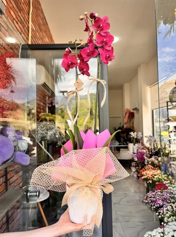 Lumi Romantic Orchid