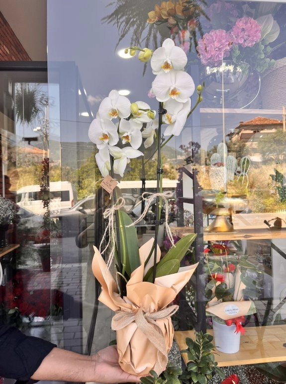 Lumi Soft Pearl Orchid