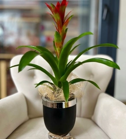 Modern Saksıda Guzmania