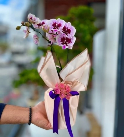 Mor Işıltılı Orkide