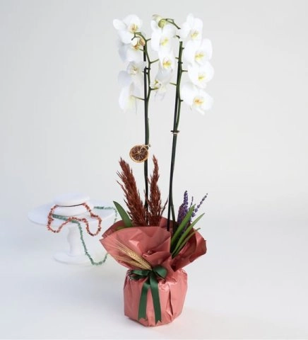 Özel Ambalajlı 2'Li Orkide